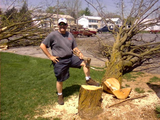 'Little Paul Bunion' Cartwright cuts down the tree 2010